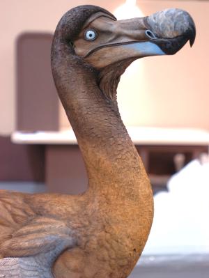 Extinct Bird Dodo
